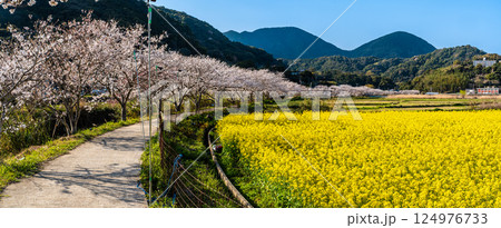 田結川の桜並木と菜の花　パノラマ【長崎県諫早市飯盛町】 124976733