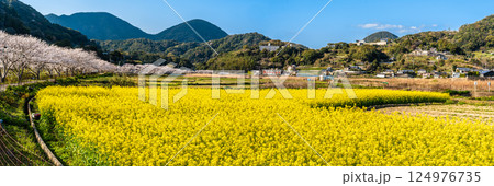 田結川の桜並木と菜の花 パノラマ【長崎県諫早市飯盛町】 田結川の桜並木と菜の花 パノラマ【長崎県諫早市飯盛町】 124976735