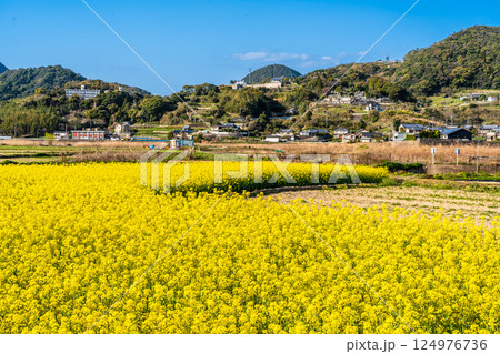 田結川の桜並木と菜の花【長崎県諫早市飯盛町】 124976736