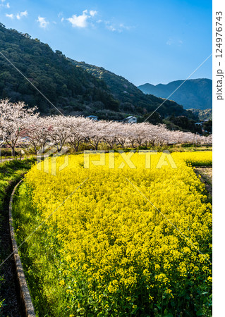 田結川の桜並木と菜の花【長崎県諫早市飯盛町】 124976743