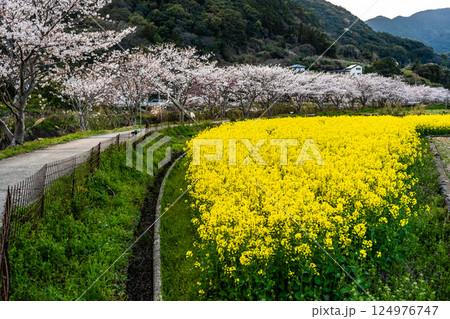 田結川の桜並木と菜の花【長崎県諫早市飯盛町】 田結川の桜並木と菜の花【長崎県諫早市飯盛町】 124976747