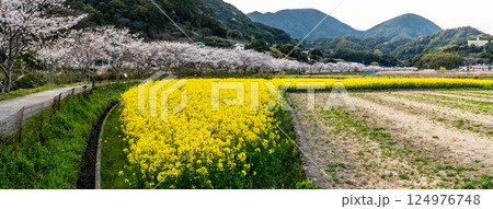 田結川の桜並木と菜の花 パノラマ【長崎県諫早市飯盛町】 田結川の桜並木と菜の花 パノラマ【長崎県諫早市飯盛町】 124976748