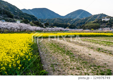 田結川の桜並木と菜の花【長崎県諫早市飯盛町】 124976749