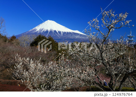 梅の花咲く富士山 梅の花咲く富士山 124976764