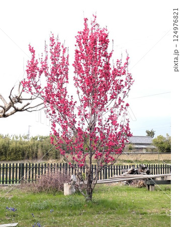 柿の木の芽吹く頃に満開になる花桃 124976821