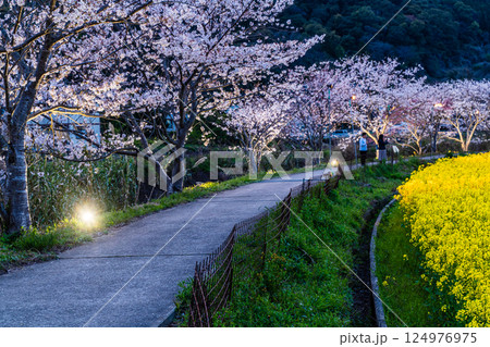田結川の桜並木と菜の花のライトアップ【長崎県諫早市飯盛町】 124976975