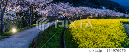 田結川の桜並木と菜の花のライトアップ パノラマ【長崎県諫早市飯盛町】 田結川の桜並木と菜の花のライトアップ パノラマ【長崎県諫早市飯盛町】 124976976