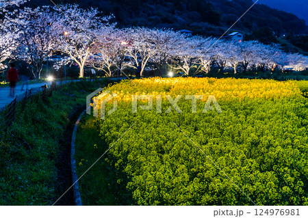 田結川の桜並木と菜の花のライトアップ【長崎県諫早市飯盛町】 田結川の桜並木と菜の花のライトアップ【長崎県諫早市飯盛町】 124976981