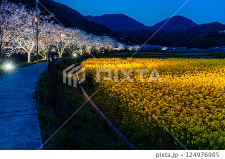 田結川の桜並木と菜の花のライトアップ【長崎県諫早市飯盛町】 124976985