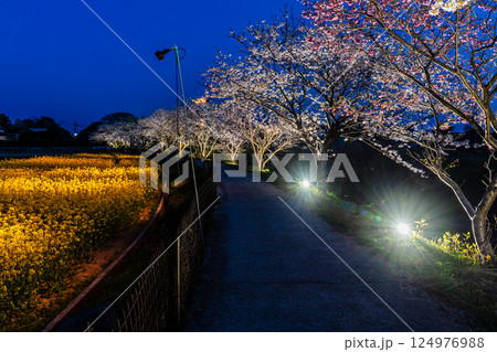田結川の桜並木と菜の花のライトアップ【長崎県諫早市飯盛町】 124976988