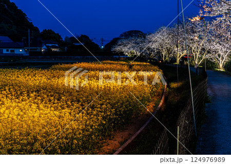 田結川の桜並木と菜の花のライトアップ【長崎県諫早市飯盛町】 124976989
