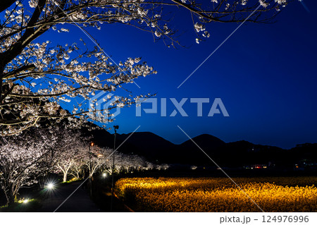 田結川の桜並木と菜の花のライトアップ【長崎県諫早市飯盛町】 田結川の桜並木と菜の花のライトアップ【長崎県諫早市飯盛町】 124976996