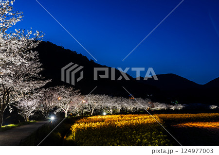 田結川の桜並木と菜の花のライトアップ【長崎県諫早市飯盛町】 124977003