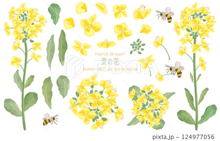 水彩でラフに描いた菜の花の素材セット（菜の花のパーツやミツバチのイラストも含めた素材セットです） 124977056