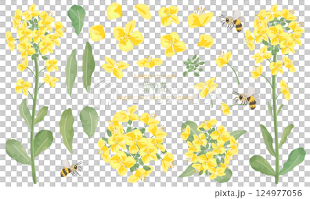A set of roughly drawn rapeseed flowers in watercolor (including illustrations of rapeseed flower parts and bees) A set of roughly drawn rapeseed flowers in watercolor (including illustrations of rapeseed flower parts and bees) 124977056