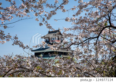 満開の桜と清州城 124977114
