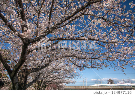 清州城の満開の桜と新幹線 清州城の満開の桜と新幹線 124977116