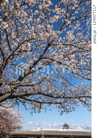 清州城址の満開の桜と新幹線 124977117