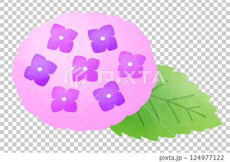 Illustration of a large pink hydrangea 124977122