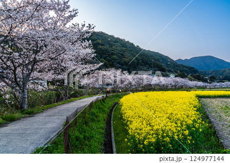 田結川の桜並木と菜の花の夕景【長崎県諫早市飯盛町】 124977144