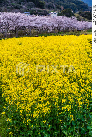 田結川の桜並木と菜の花の夕景【長崎県諫早市飯盛町】 124977149