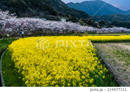 田結川の桜並木と菜の花の夕景【長崎県諫早市飯盛町】 124977151