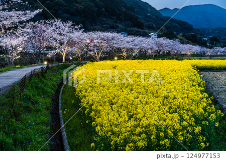 田結川の桜並木と菜の花の夕景【長崎県諫早市飯盛町】 田結川の桜並木と菜の花の夕景【長崎県諫早市飯盛町】 124977153