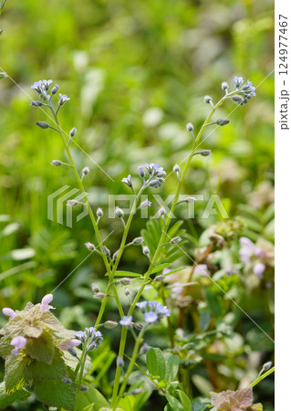 春、小さく愛らしいキュウリグサの小花...4 春、小さく愛らしいキュウリグサの小花...4 124977467