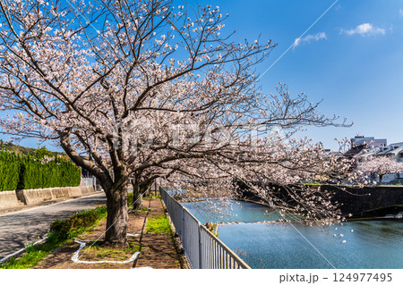 八郎川の桜並木【長崎市】 124977495