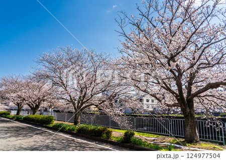 八郎川の桜並木【長崎市】 八郎川の桜並木【長崎市】 124977504