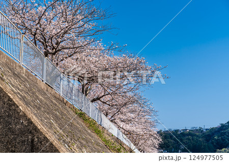 八郎川の桜並木【長崎市】 八郎川の桜並木【長崎市】 124977505
