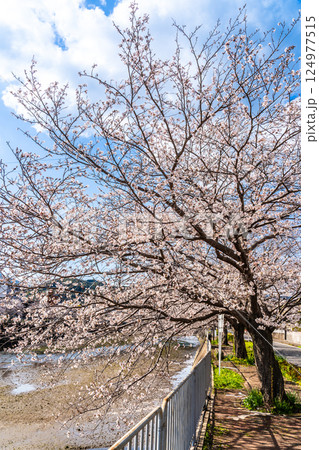 八郎川の桜並木【長崎市】 八郎川の桜並木【長崎市】 124977515