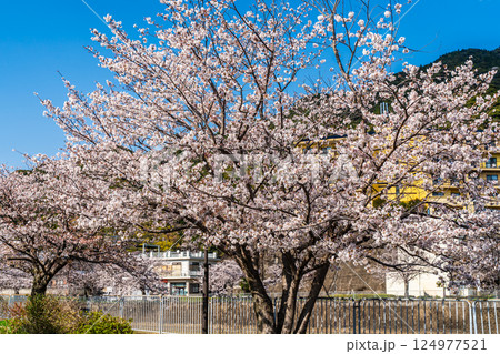 八郎川の桜並木【長崎市】 124977521