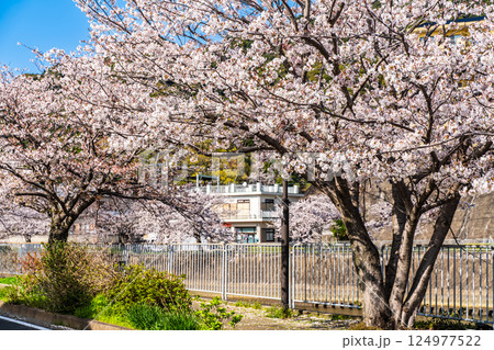八郎川の桜並木【長崎市】 八郎川の桜並木【長崎市】 124977522