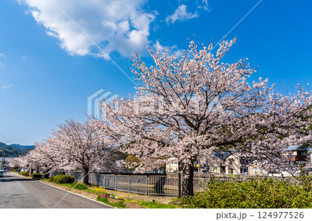 八郎川の桜並木【長崎市】 八郎川の桜並木【長崎市】 124977526