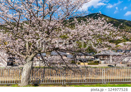 八郎川の桜並木【長崎市】 八郎川の桜並木【長崎市】 124977528