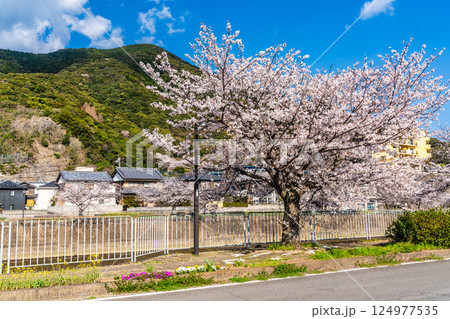 八郎川の桜並木【長崎市】 八郎川の桜並木【長崎市】 124977535