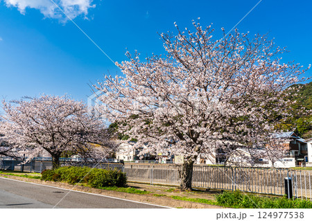 八郎川の桜並木【長崎市】 八郎川の桜並木【長崎市】 124977538