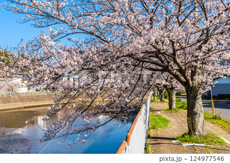 八郎川の桜並木【長崎市】 124977546