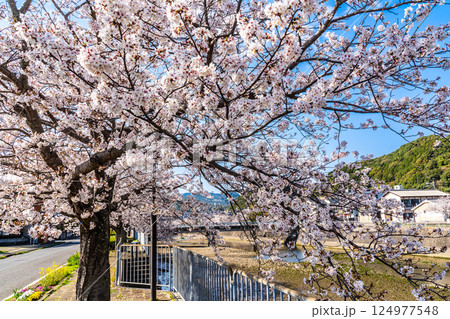 八郎川の桜並木【長崎市】 124977548