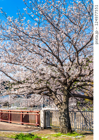 八郎川の桜並木【長崎市】 八郎川の桜並木【長崎市】 124977551