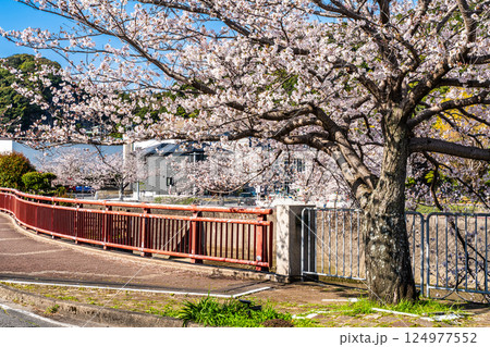 八郎川の桜並木【長崎市】 八郎川の桜並木【長崎市】 124977552