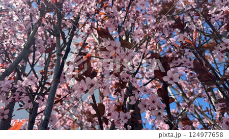 Blossoming Cherry Tree Branches in Vibrant Springtime Sunlight Blossoming Cherry Tree Branches in Vibrant Springtime Sunlight 124977658