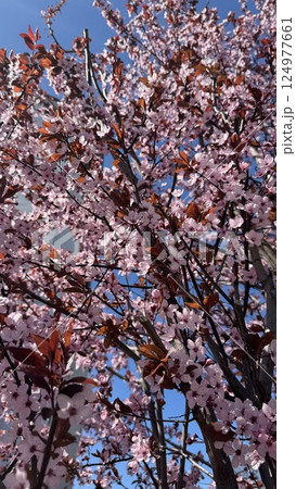 Beautiful Cherry Blossom Tree in Full Bloom on a Clear Blue Sky Day 124977661