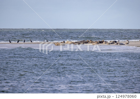Seabirds and seals peacefully resting together on a sandy sandbar near the shoreline Seabirds and seals peacefully resting together on a sandy sandbar near the shoreline 124978060