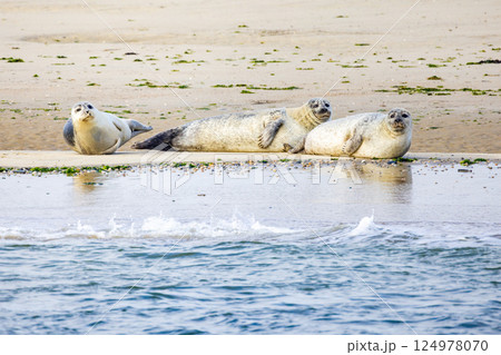 Enjoying the serene sight of relaxing seals basking peacefully on the beachside shore 124978070