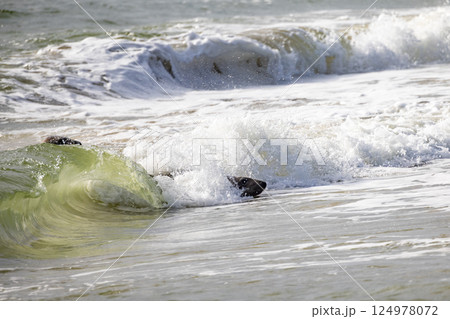 Waves and Serenity A Captivating Ocean Scene Full of Natural Beauty and Tranquility 124978072