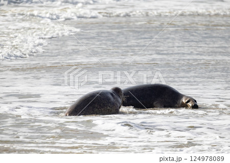 Two Seals Resting Peacefully on the Shoreline by the Ocean, Enjoying the Calm Waves and Sunlight Two Seals Resting Peacefully on the Shoreline by the Ocean, Enjoying the Calm Waves and Sunlight 124978089