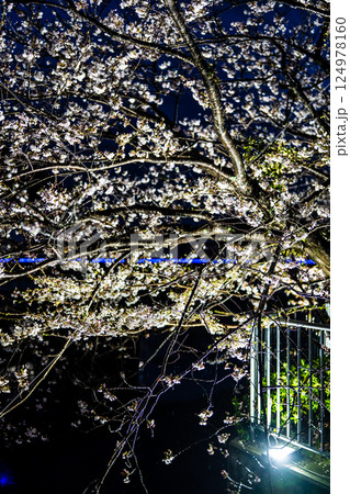 八郎川の桜並木のライトアップ【長崎市】 124978160