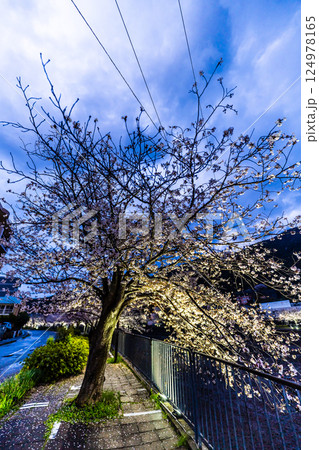 八郎川の桜並木のライトアップ【長崎市】 124978165